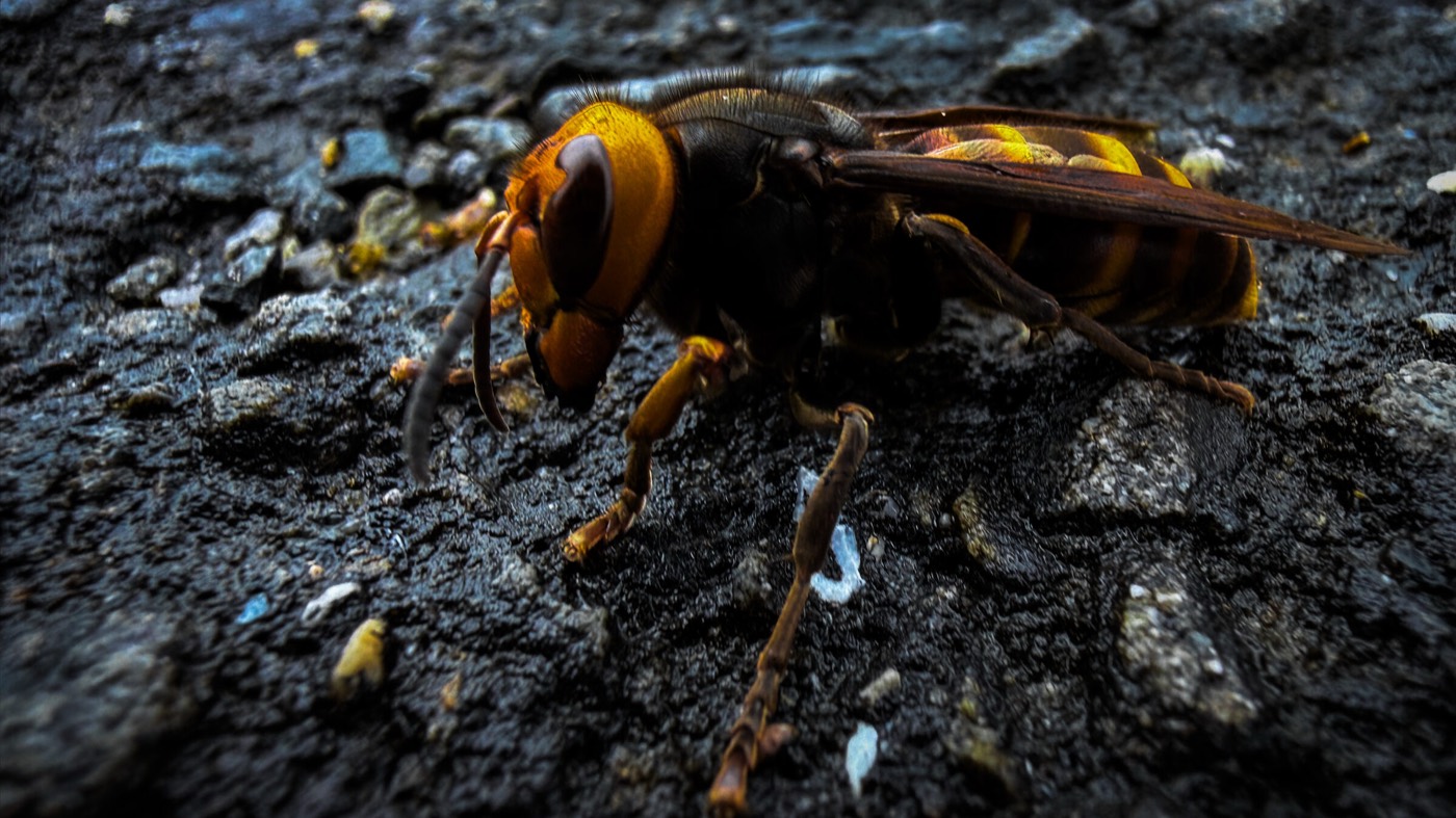 Asian giant hornet on asphalt