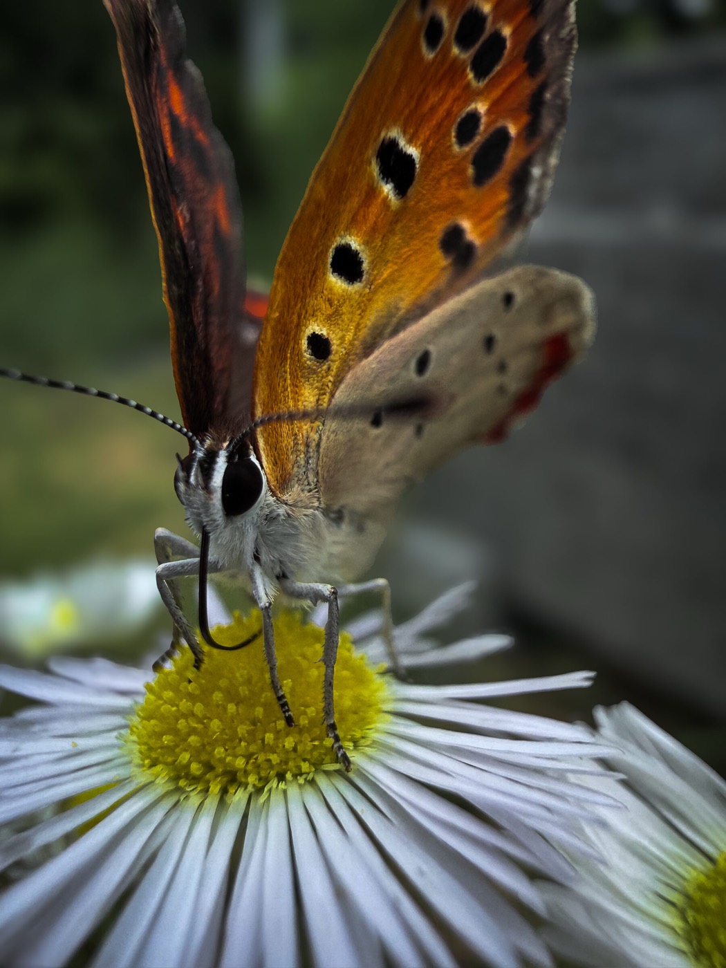 Small copper butterfly on a daisy