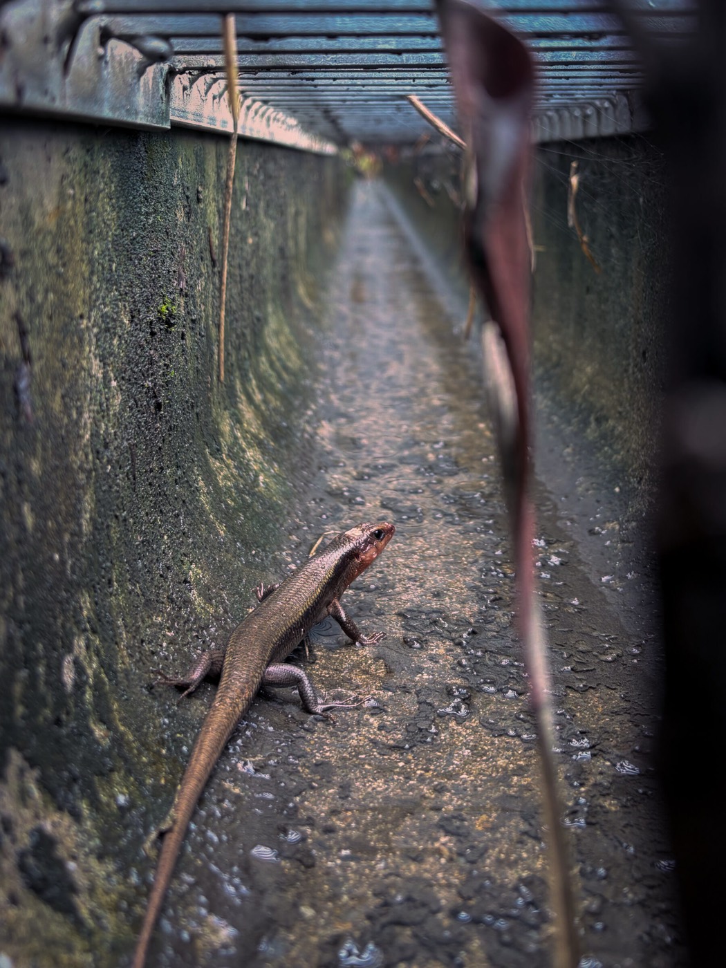 Japanese skink in a concrete channel