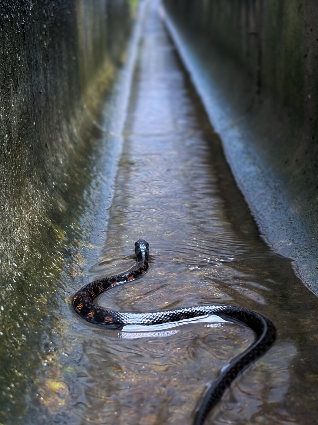 Tiger keelback swimming in a channel