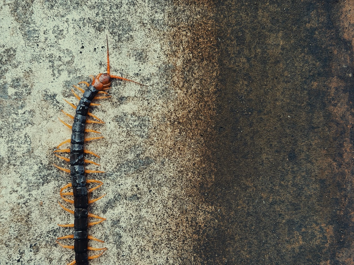 Japanese giant centipede on weathered concrete