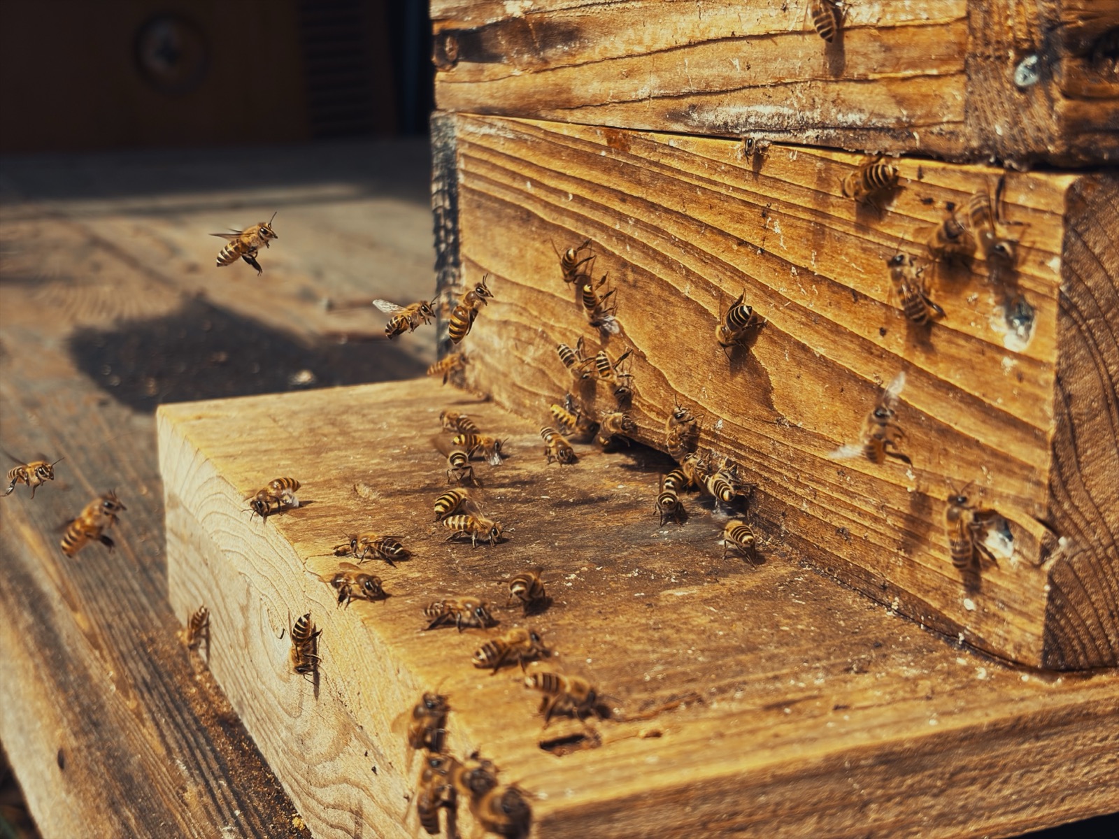 Japanese honeybees gathering at the entrance of a wooden hive