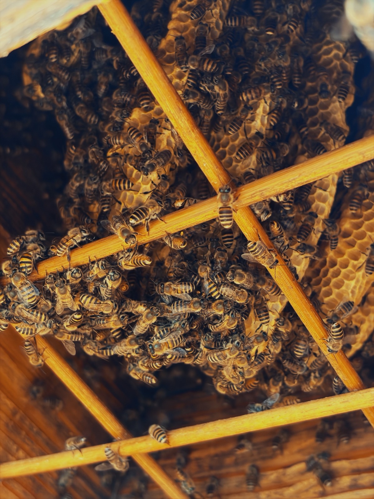 Japanese honeybees clustered on comb inside a hive