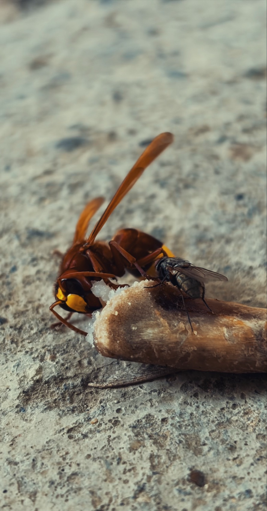 Oriental hornet feeding beside a fly